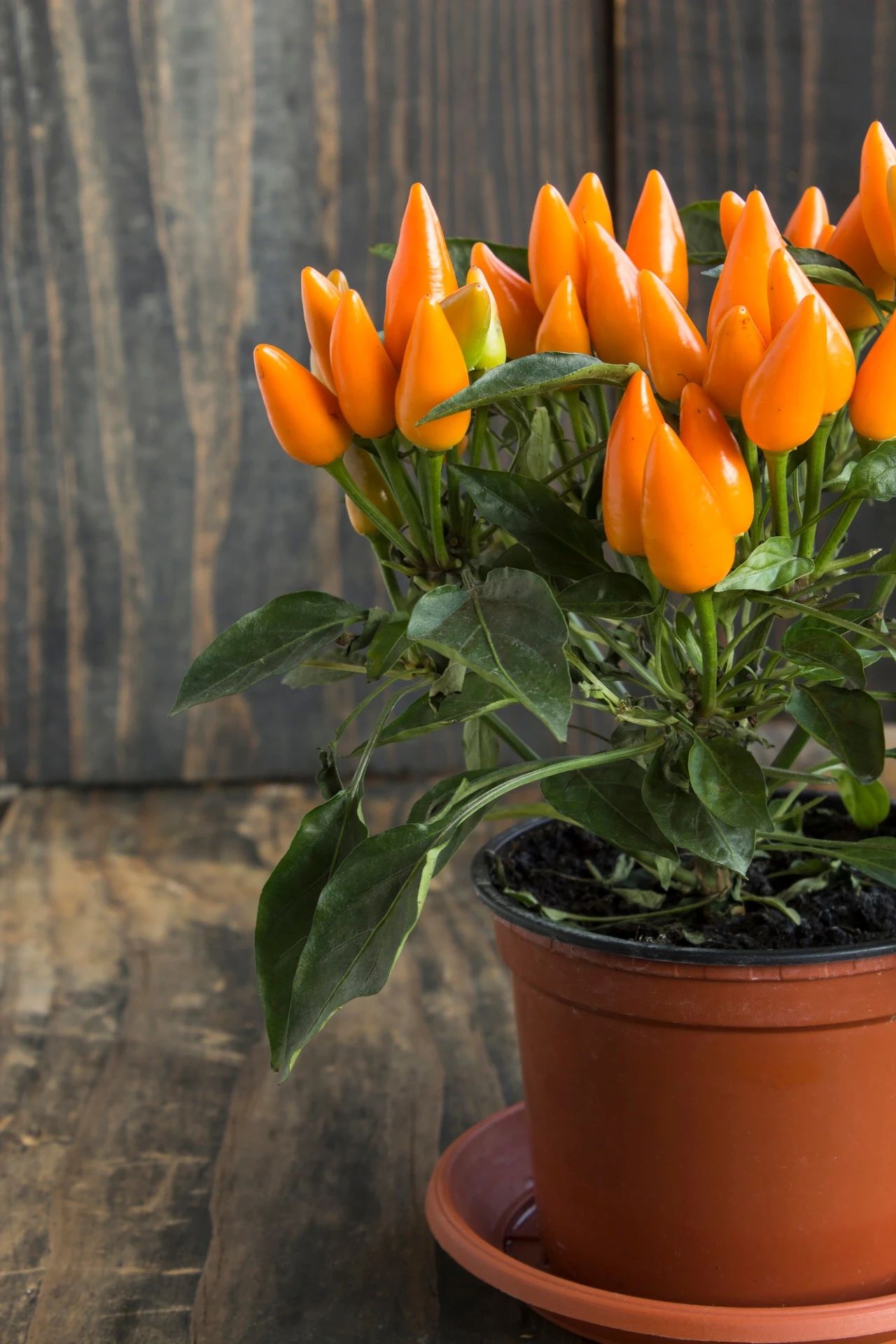 花市里买的五彩椒盆栽