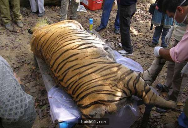 老虎惨死河边,尸体捞上来后却发现令人心痛的真相