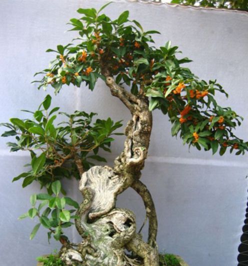 掌握桂花的最佳修剪时机冬季蓄积养分明年开花最少翻一倍