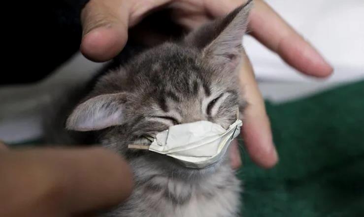 有确诊者饲养猫只对新冠病毒呈阳性反应休闲区蓝鸢梦想 - Www.slyday.coM