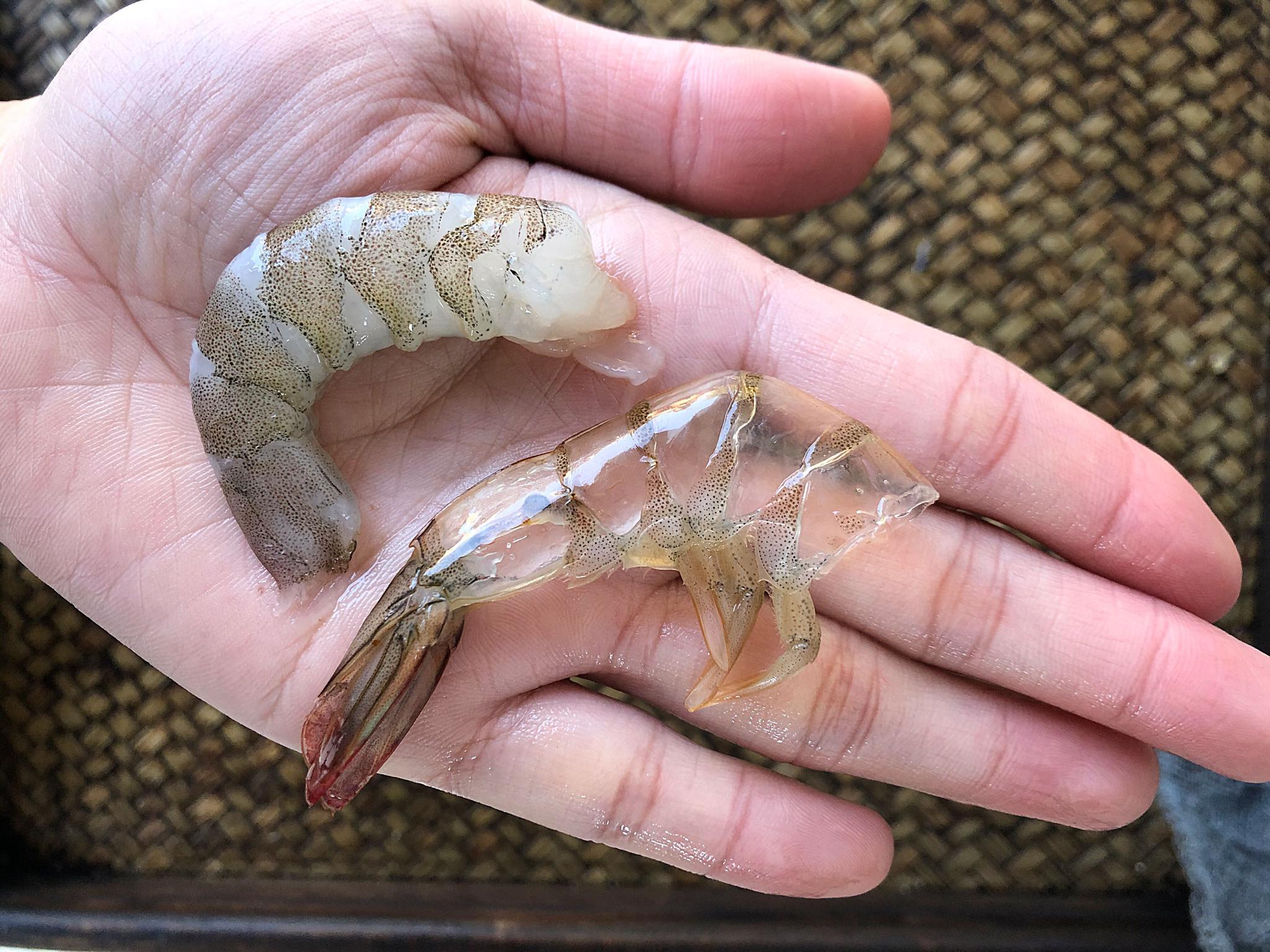 剥虾仁很简单教你小技巧虾壳轻松完整脱落3秒剥1个实用