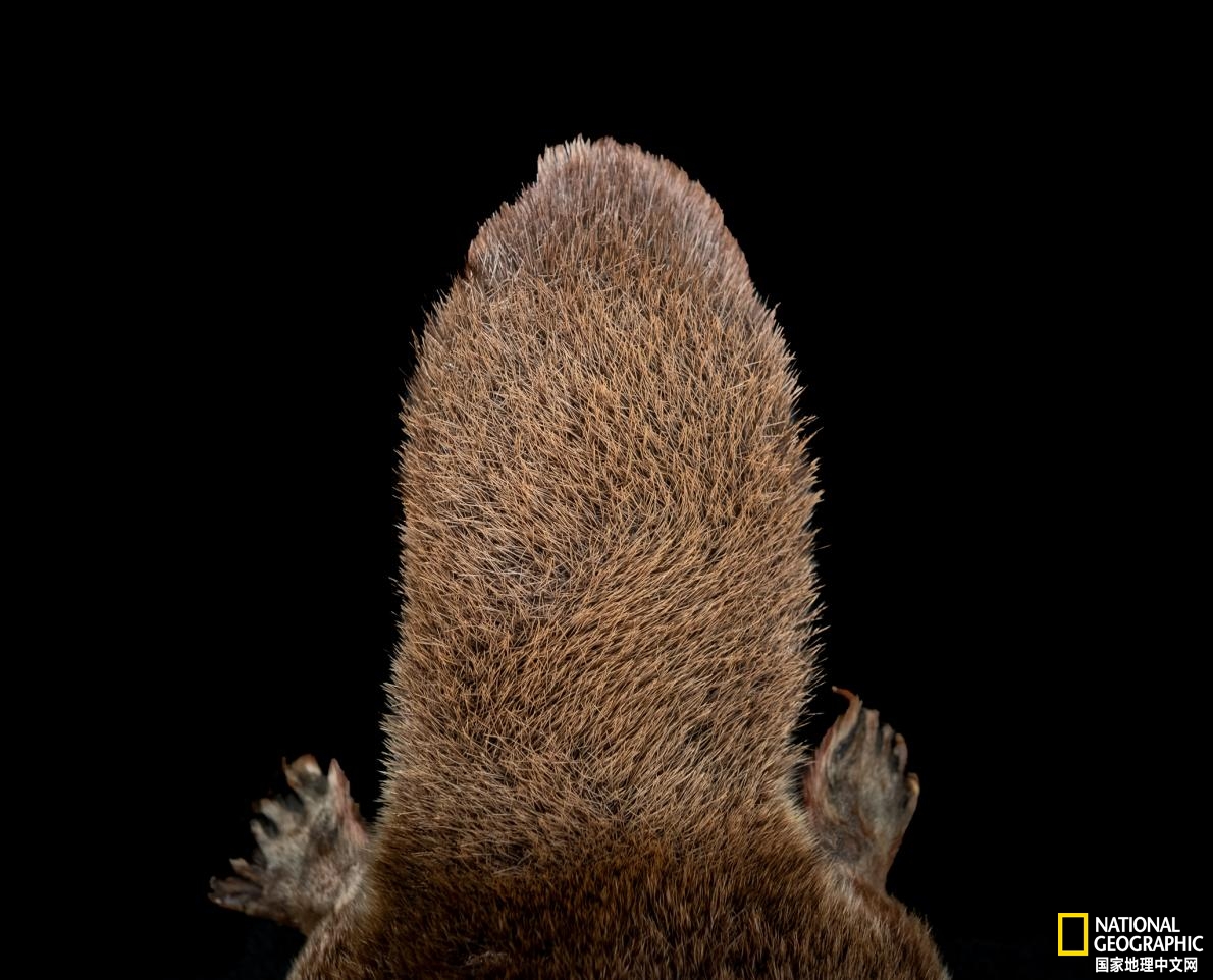 雌性鸭嘴兽还会用尾巴在温暖的身体上孵蛋.