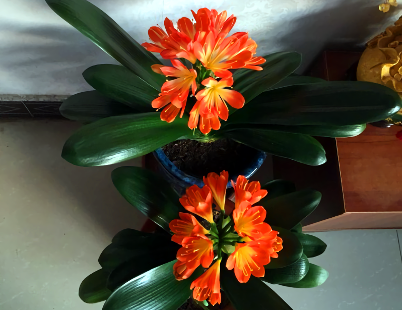 君子兰开花后做好5件事花期长达2个月做不好花朵枯萎早