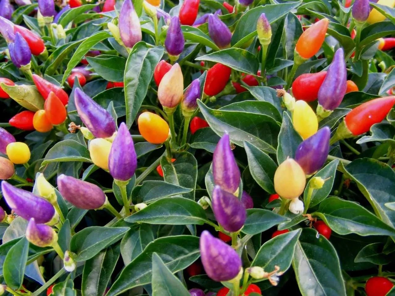 花市里买的五彩椒盆栽