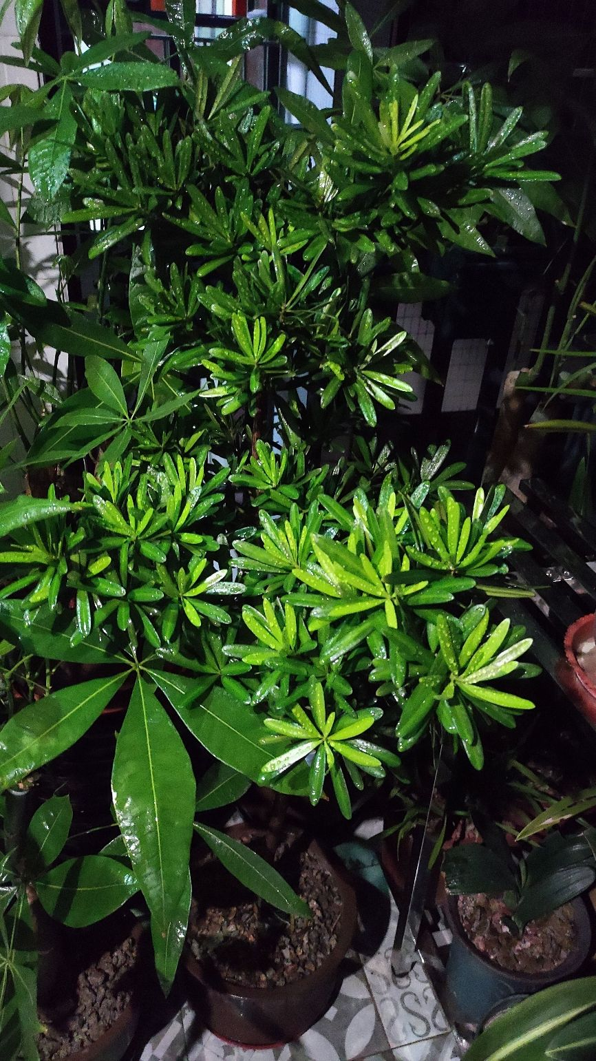 家里有老人,就养一盆罗汉松,寓意健康长寿