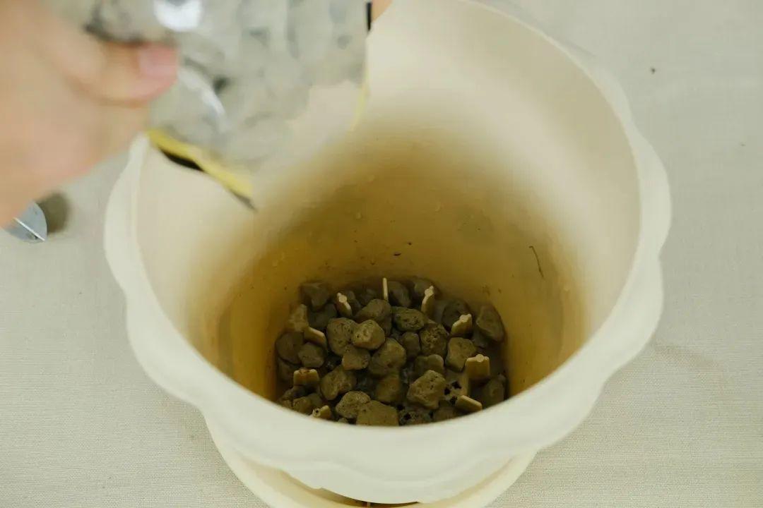 大丽花真是开花机器连开6个月不歇气花比脸盆还大