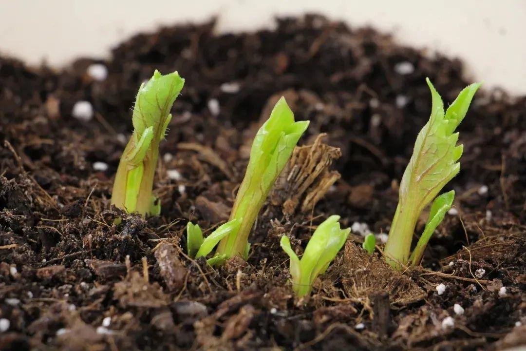 大丽花真是开花机器连开6个月不歇气花比脸盆还大