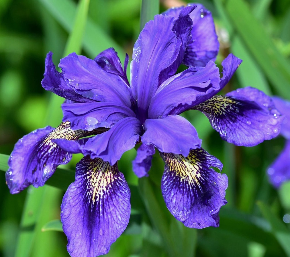 鸢尾花是一种嗲表了光明和自由的花,它就像是一只只小蝴蝶一样