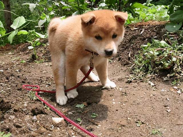 老实说：活不过15岁的狗狗，多数都有这5大特征休闲区蓝鸢梦想 - Www.slyday.coM