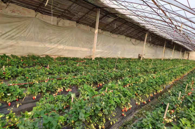 北京通州小程草莓园这诱人的大草莓真是醉了又酸又甜卖火啦