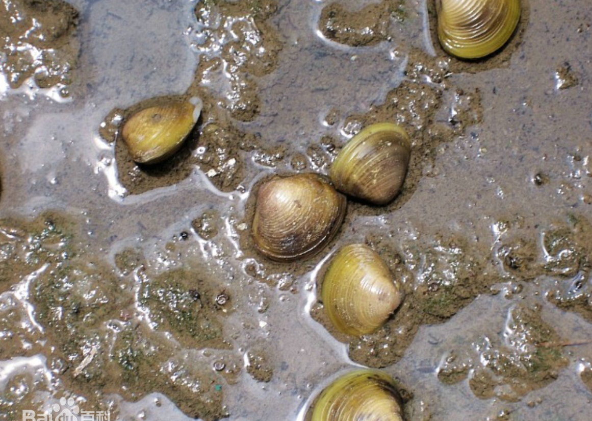 蛤蜊|黄蚬|河蚬_新浪新闻