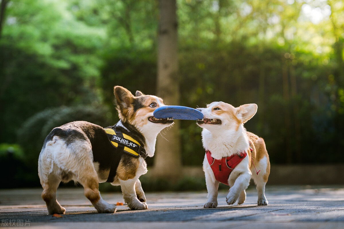 老实说：活不过15岁的狗狗，多数都有这5大特征休闲区蓝鸢梦想 - Www.slyday.coM