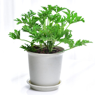 驱蚊|驱蚊草|蚊虫_新浪新闻