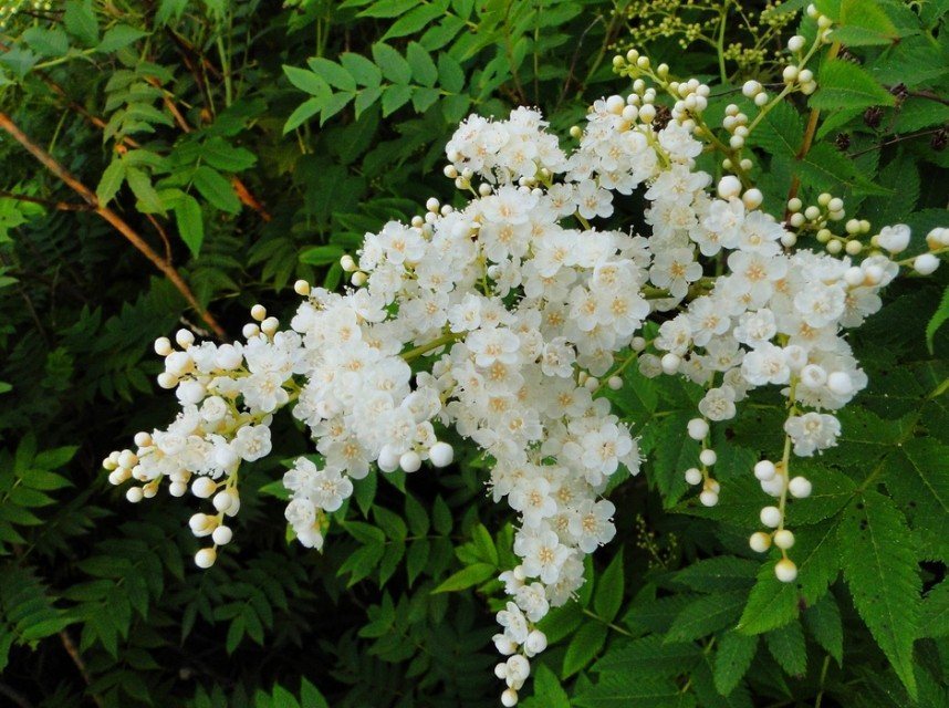 珍珠梅是代表了友情的花洁白的花色看起来又纯洁又美丽