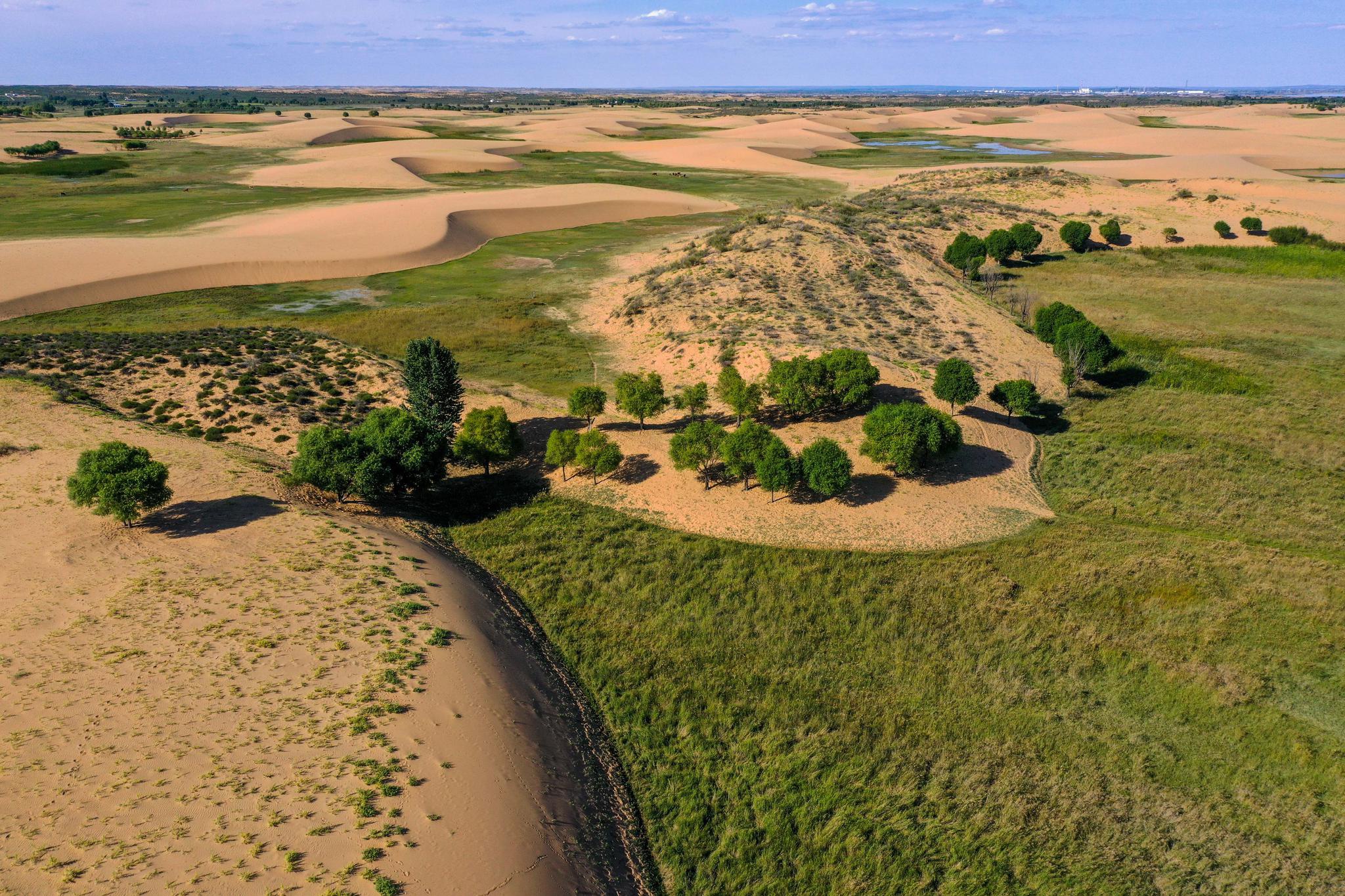 这是2020年9月8日在内蒙古鄂尔多斯市乌审旗拍摄的治理后的毛乌素沙地