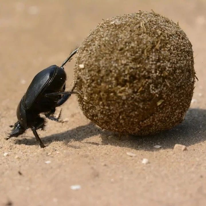 他们给屎壳郎戴帽子,吹风扇,只为了弄清它们要将粪球滚向何方