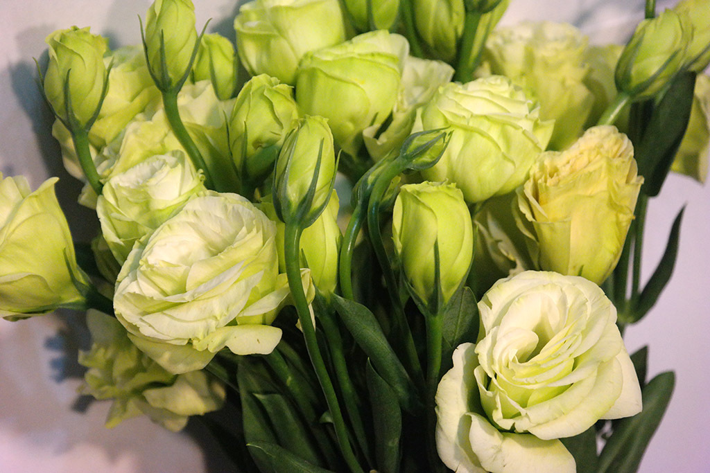 洋桔梗是一种很清新的花花色淡雅迷人放在家中很美