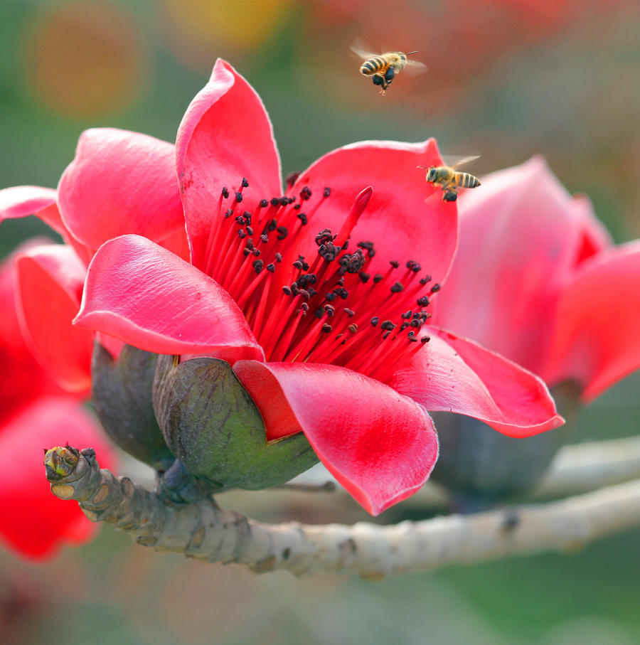 木棉花是哪个城市的市花(木棉花是哪个城市的市花呢)