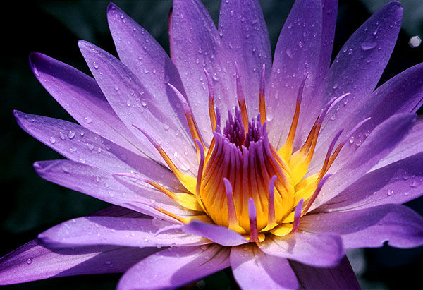 睡火莲是荷花的一种,花色很是优雅,也很绚丽