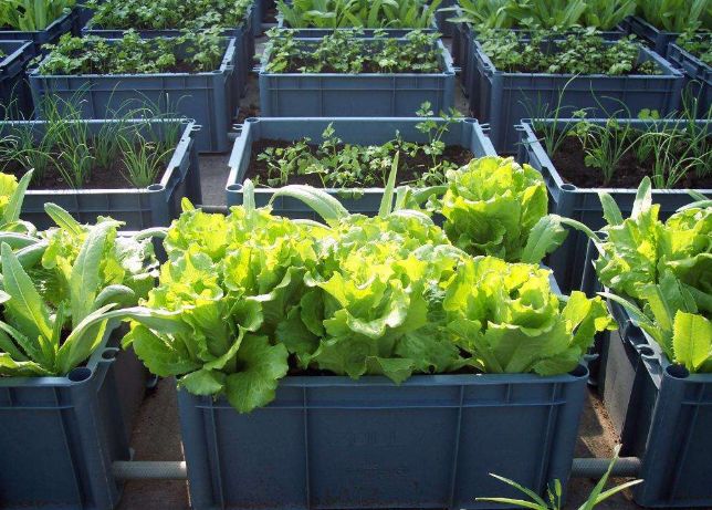 想要阳台种菜,教你几点"小经验",也能拥有自己的"阳台菜园"