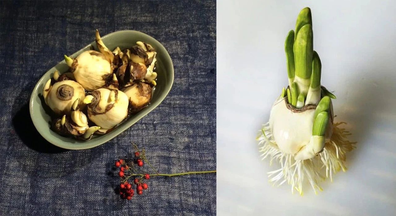 冬季买中国水仙鳞茎,赶上春节开花,水培多注意,附避免徒长妙招|中国水仙|水培|温度_新浪新闻