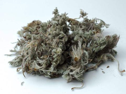 这味中草药,利湿热,退黄疸,可调治黄疸肝炎,尿路结石等病症