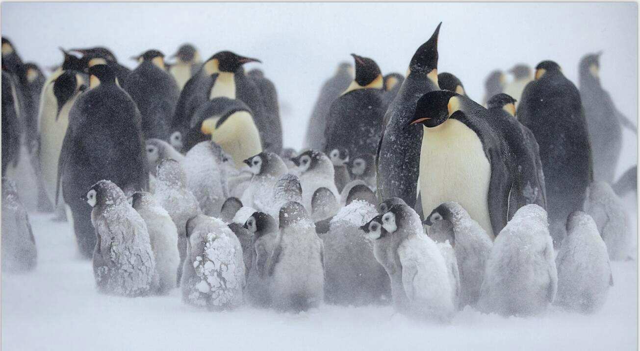 脸盲的帝企鹅捕鱼回来时，该怎么找到丈夫和孩子呢？|南极_新浪新闻