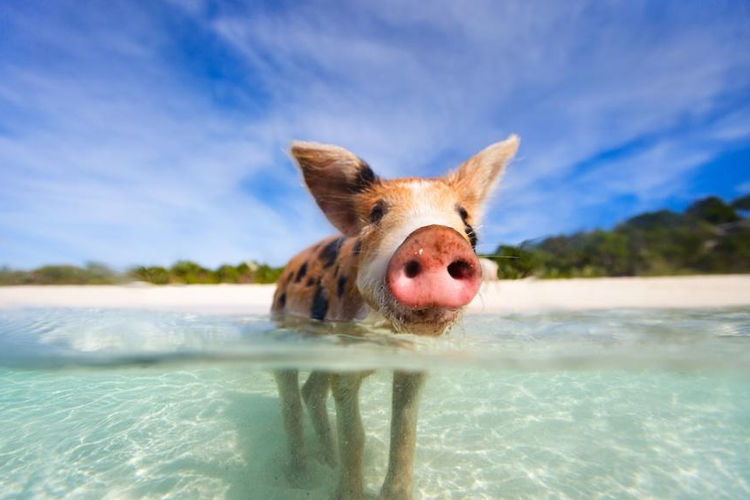 被猪霸占的岛被称为猪的天堂