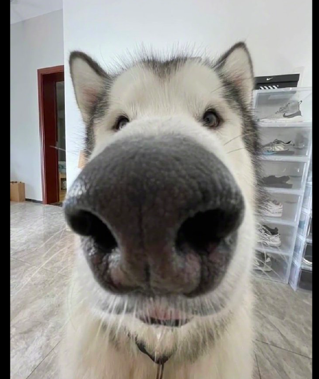主人用广角镜头给哈士奇拍照看到照片我就笑了这是哈士驴吗