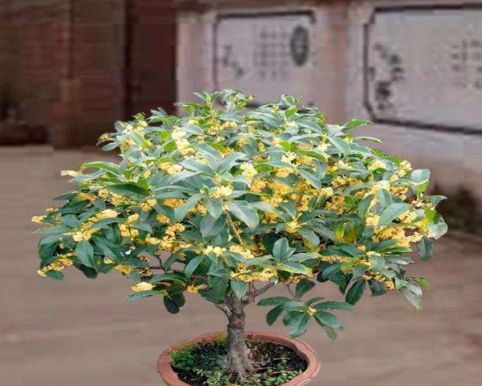桂花花期刚过,养护做好"3点",明年花期照样开爆盆