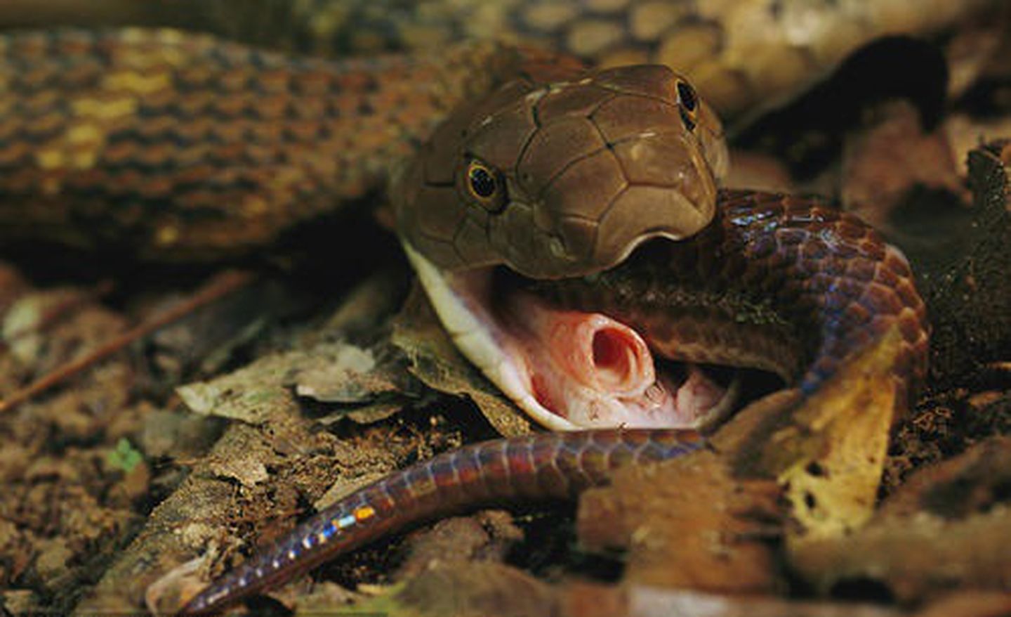 蛇到底能吞下多大的猎物?当它吞下"巨蛋"的那一刻,我惊呆了