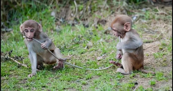 英国一对猴子当着游客面在车窗上交配,逗得游客笑个不停