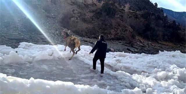 青海发现6只白唇鹿被狼追,逃跑时陷进冰河,被救起后总回头看