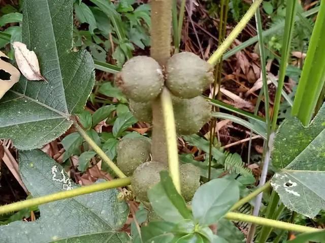 人称"南方人参",吃起来似牛奶,根价格更高,一斤200元|南方|叶榕|人参_