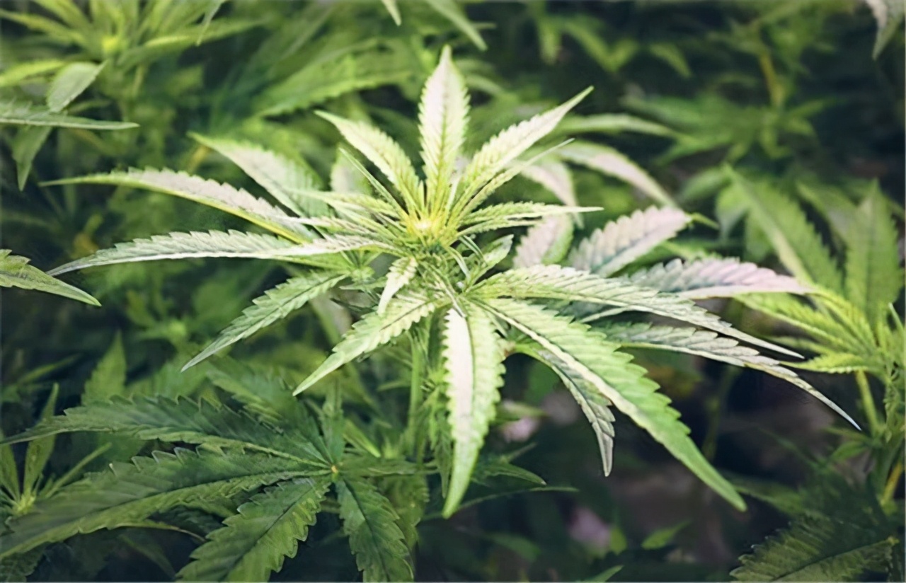 加拿大:一个被大麻控制的国家