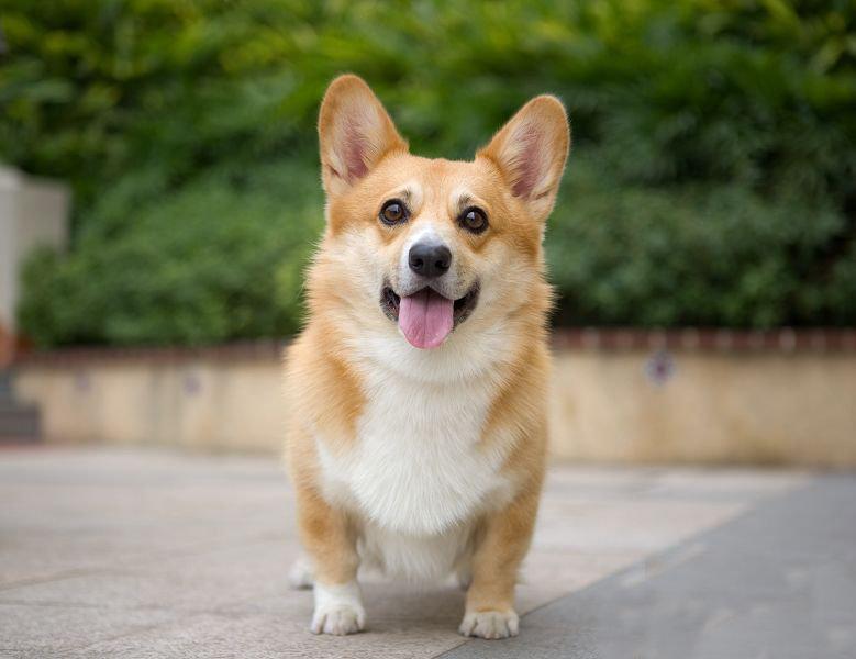 养狗,首选柯基犬,这5大好处不可忽略|柯基犬|狗狗|养狗_新浪新闻