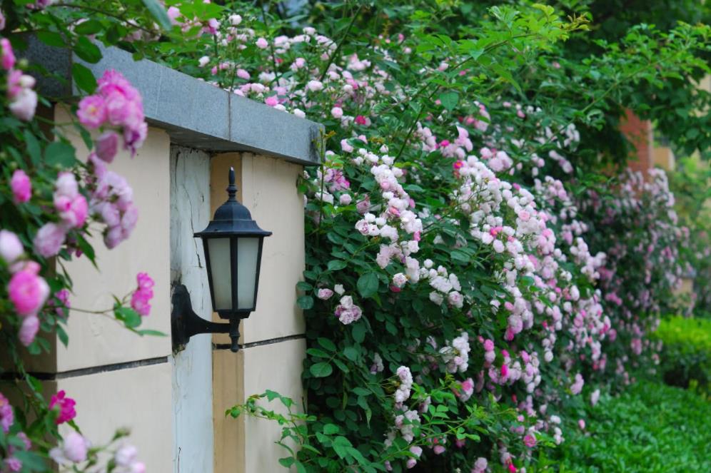 素馨花|三角梅|凌霄花_新浪新闻