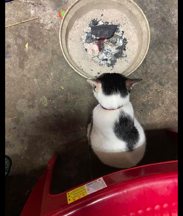 猫咪跑到炭旁边取暖胡须都被烧短了一截猫总感觉哪里不对劲