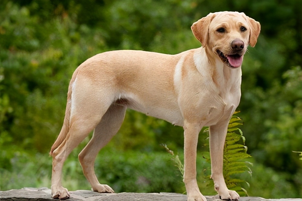 最优秀的5种伴侣犬免费送你一只你会选择谁