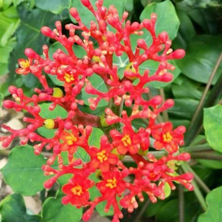 造型奇特花朵唯美的佛肚树这么养护花开一簇簇争奇斗艳