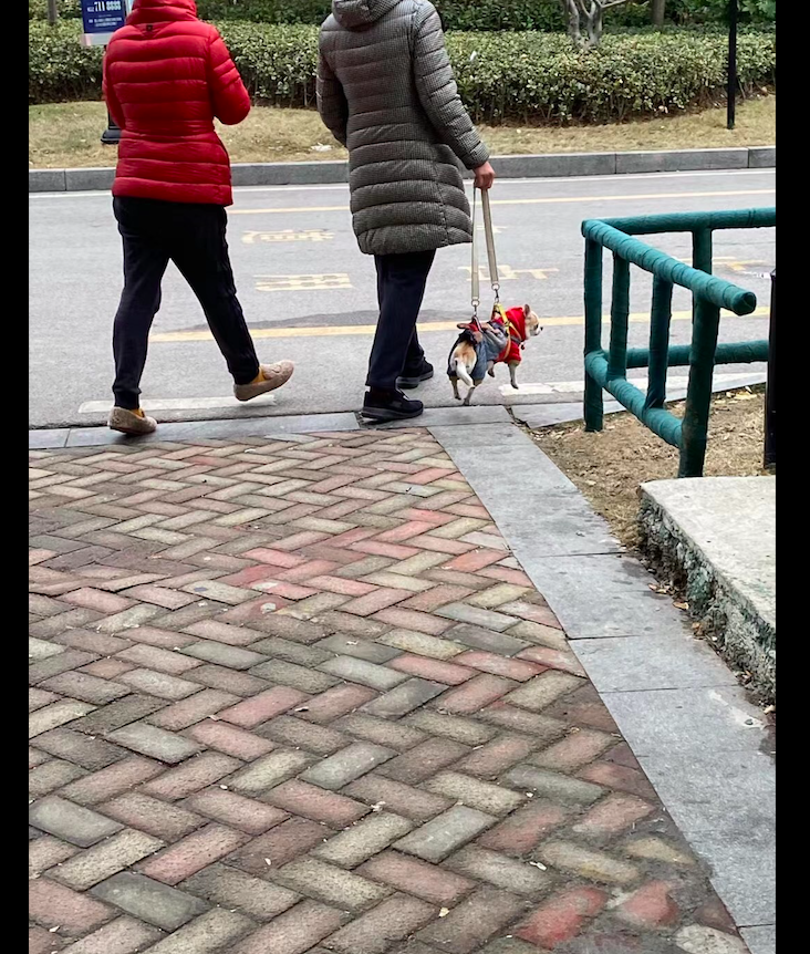 阿姨出门遛狗,却始终提着不让它脚落地,狗:我出来遛了个寂寞