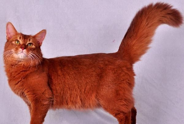 单色系猫咪了解吗红色的猫咪你见过吗