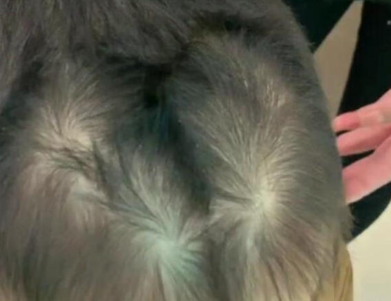 男孩头顶7个头旋理发师看哭了网友这孩子脾气好不了