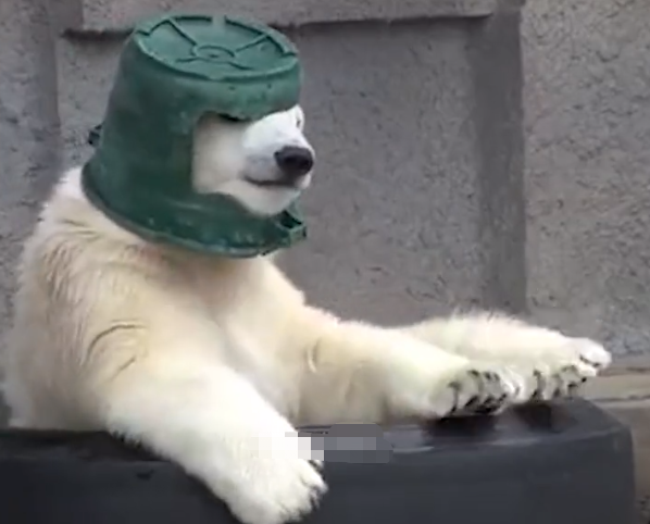 绿油油的水桶还挺搭配的,看到这里大家是不是对体型庞大的北极熊印象