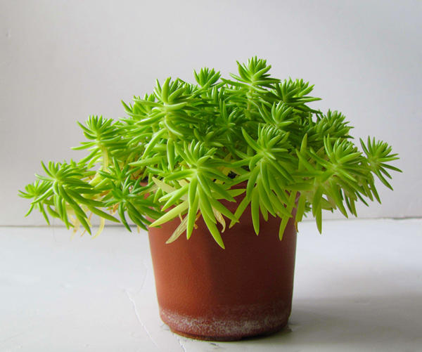 老式屋顶长满了宝塔多肉,颜色翠绿很养眼!