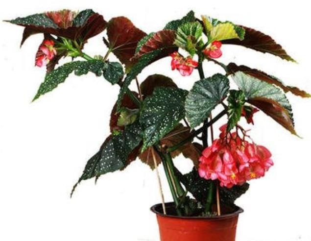 大叶海棠的养护方法和细节