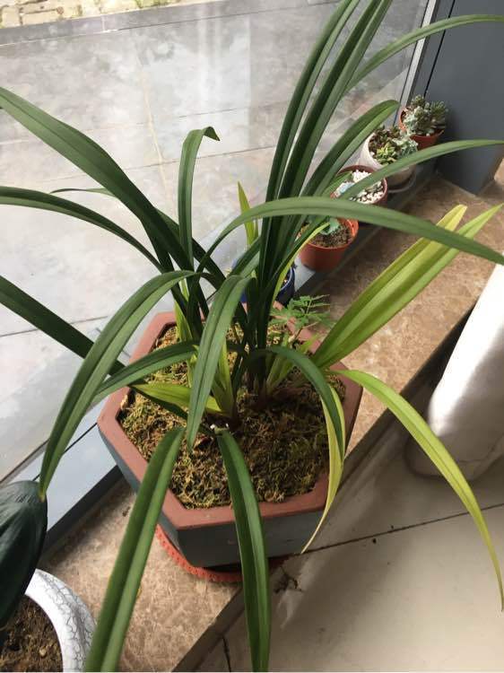 养兰花,花盆要选对,用“高脚盆”,钻几个洞,养兰花最合适|花盆|兰花|紫砂盆_新浪新闻