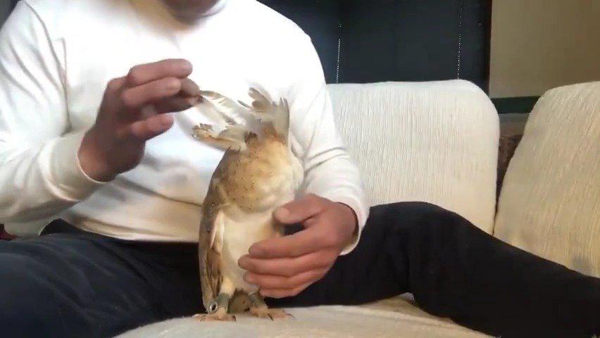 给猫头鹰植毛 好想摸摸它的头感觉好蓬松 给猫头鹰植毛 好想摸摸它的头感觉好蓬松