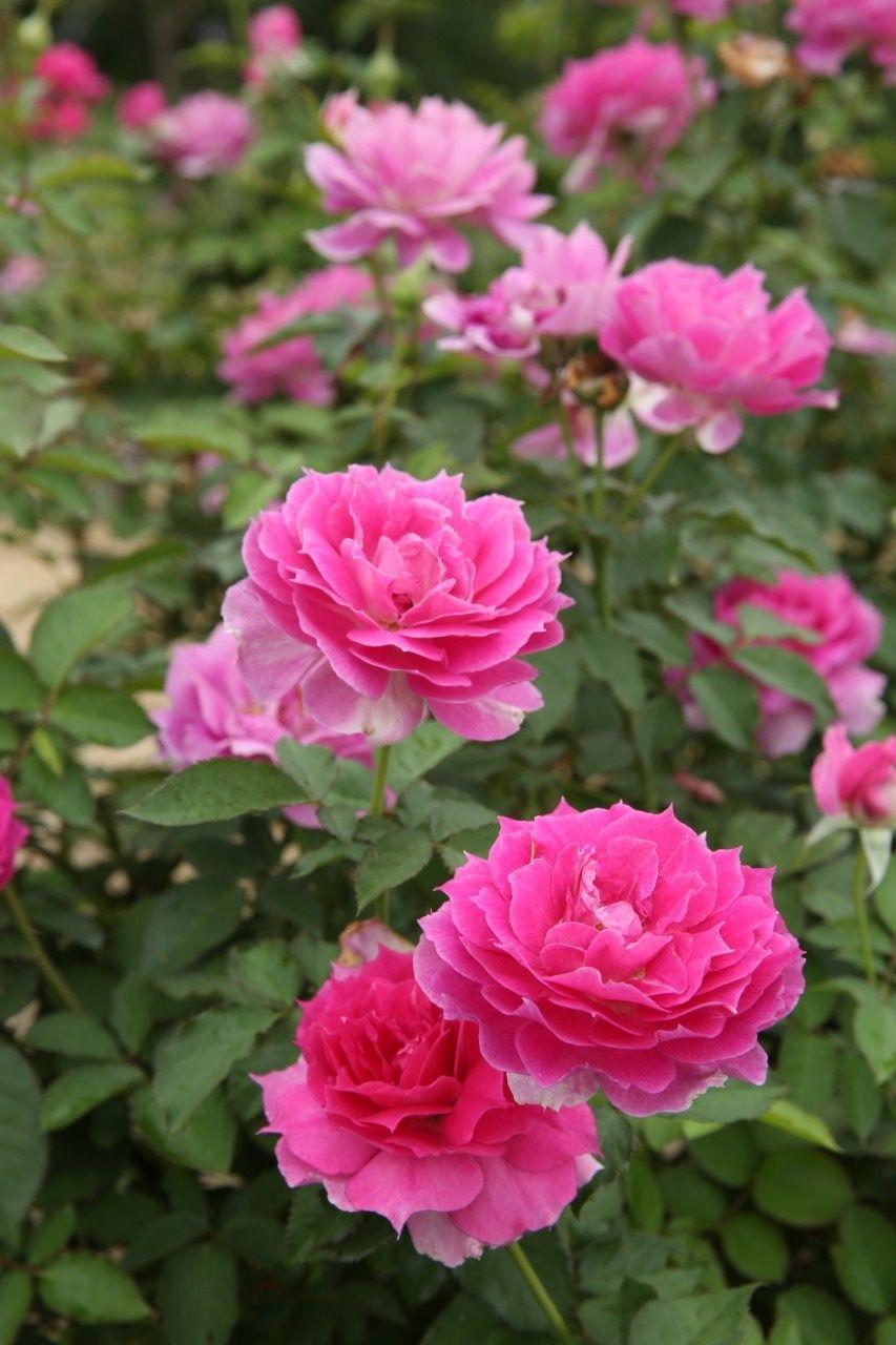 一种月季花叫天方夜谭,开花量大又皮实!