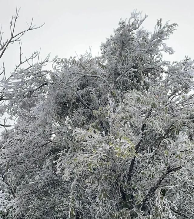 “小姐姐”差点被吹飞!今天,大容山结冰了,上山有提醒……休闲区蓝鸢梦想 - Www.slyday.coM